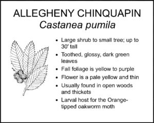 ALLEGHENY CHINQUAPIN