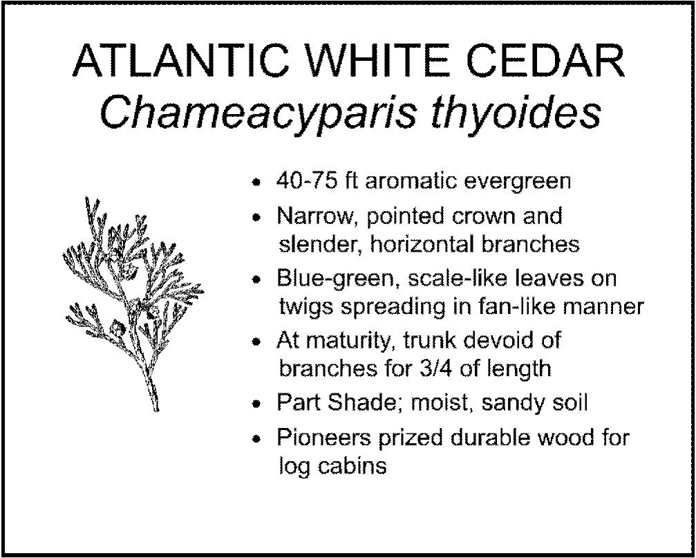 ATLANTIC WHITE CEDAR