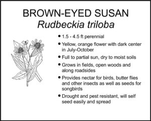 BROWN-EYED SUSAN