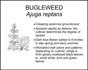 BUGLEWEED