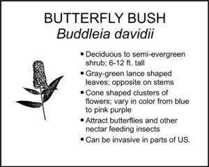 BUTTERFLY BUSH