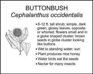 BUTTONBUSH