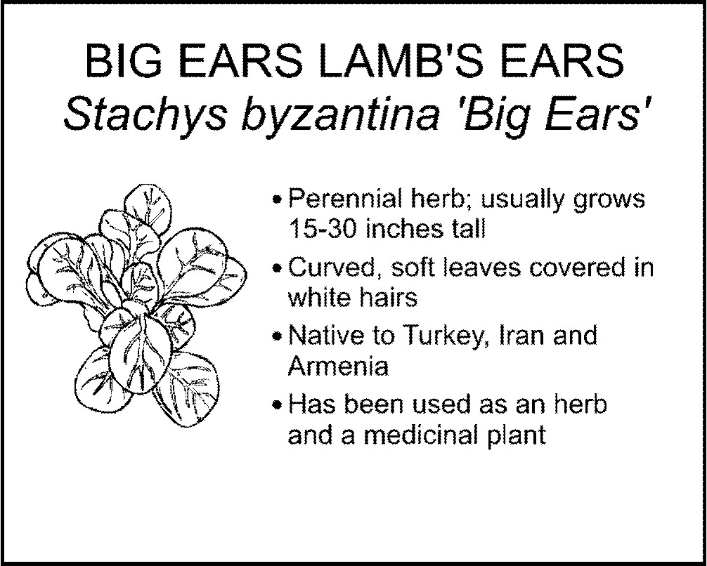 BIG EARS LAMB'S EARS