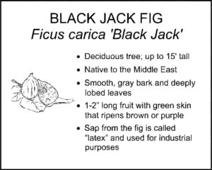 BLACK JACK FIG