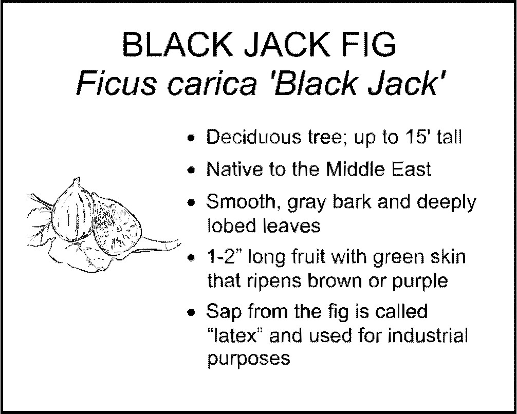 BLACK JACK FIG