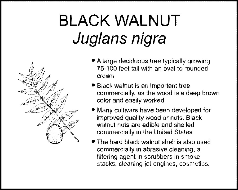 BLACK WALNUT
