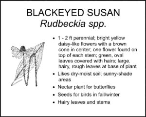 BLACKEYED SUSAN