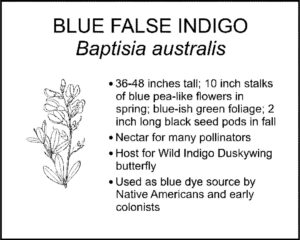 BLUE FALSE INDIGO