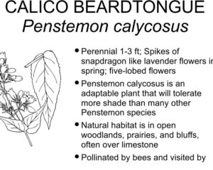 CALICO BEARDTONGUE