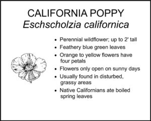 CALIFORNIA POPPY