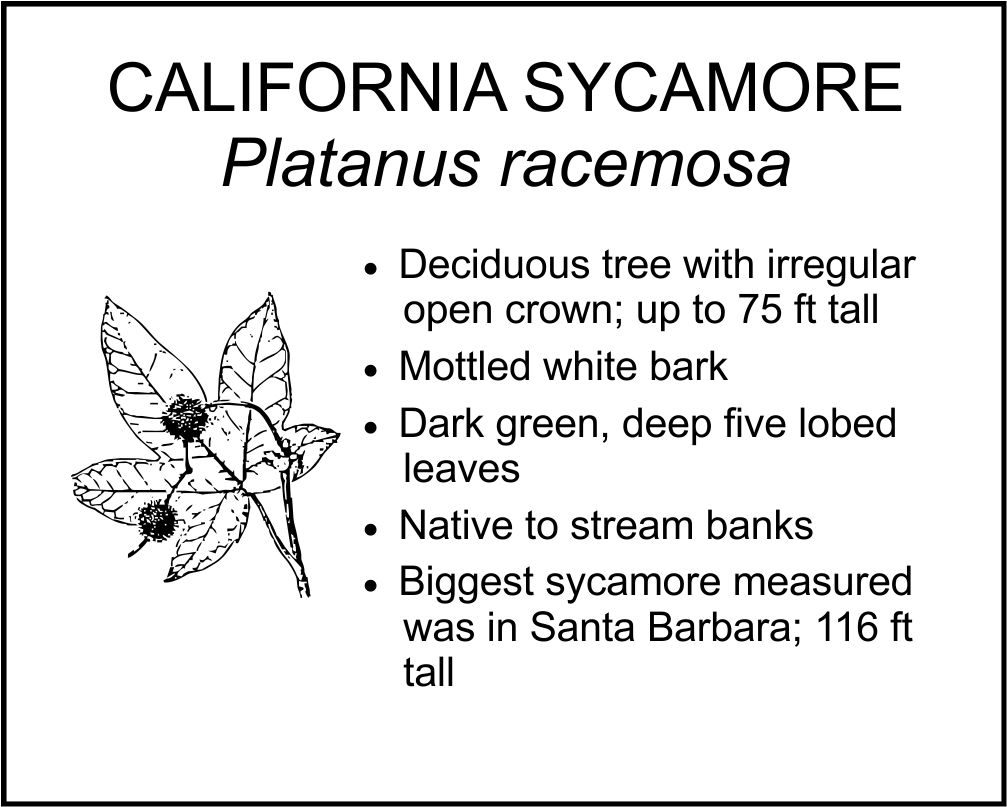 CALIFORNIA SYCAMORE