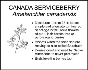 CANADA SERVICEBERRY