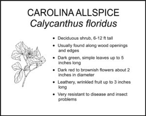 CAROLINA ALLSPICE