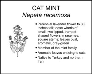 CAT MINT