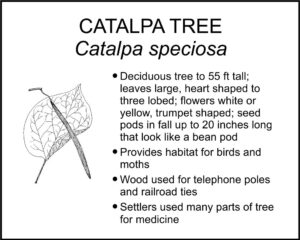 CATALPA TREE