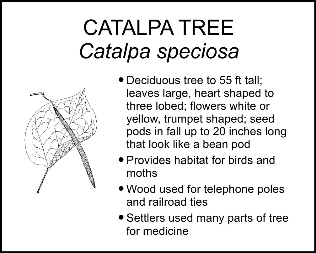 CATALPA TREE