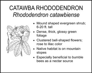 CATAWBA RHODODENDRON