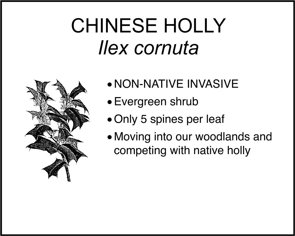 CHINESE HOLLY