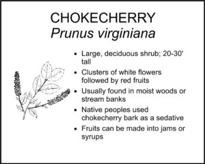 CHOKECHERRY