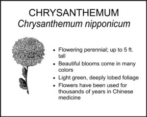 CHRYSANTHEMUM