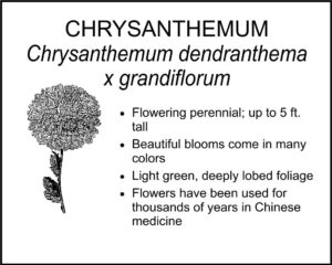 CHRYSANTHEMUM grandiflorum