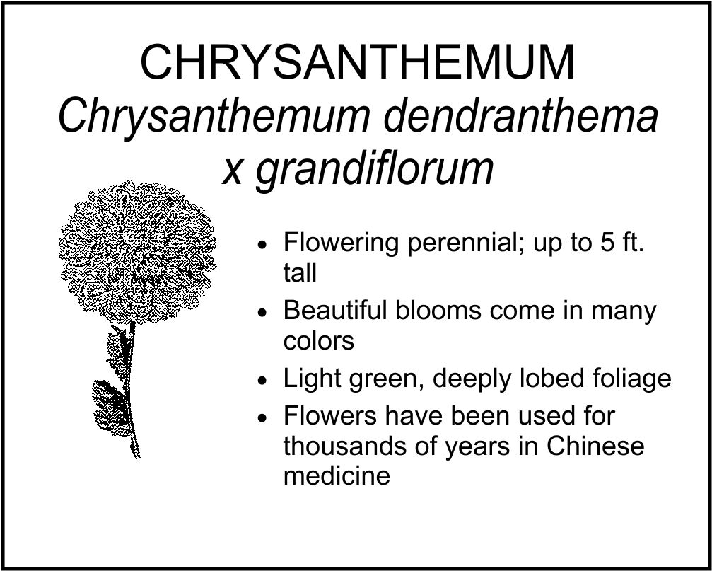 CHRYSANTHEMUM grandiflorum