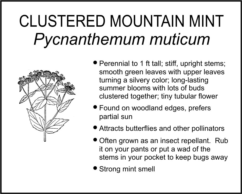 CLUSTERED MOUNTAIN MINT