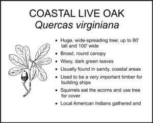 COASTAL LIVE OAK