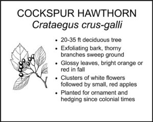 COCKSPUR HAWTHORN