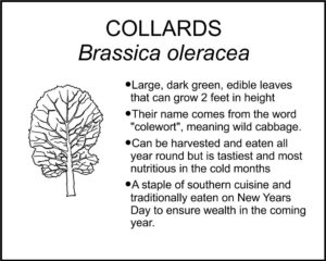 COLLARDS