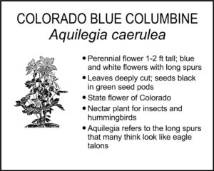 COLORADO BLUE COLUMBINE