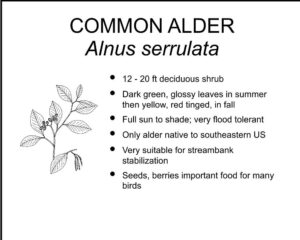 COMMON ALDER