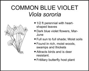 COMMON BLUE VIOLET