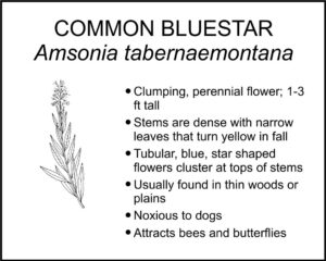 COMMON BLUESTAR