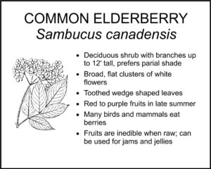 COMMON ELDERBERRY