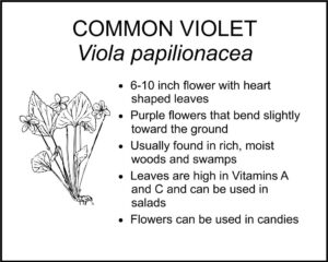 COMMON VIOLET