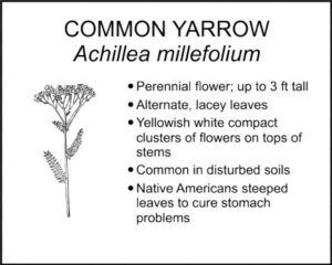 COMMON YARROW