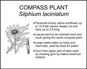 COMPASS PLANT