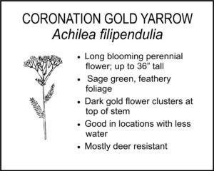 CORONATION GOLD YARROW