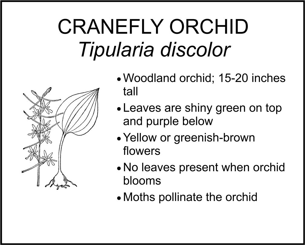 CRANEFLY ORCHID