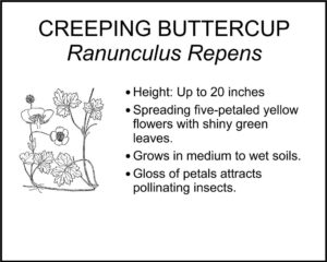 CREEPING BUTTERCUP