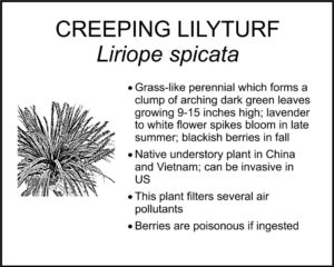 CREEPING LILYTURF