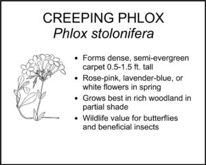 CREEPING PHLOX