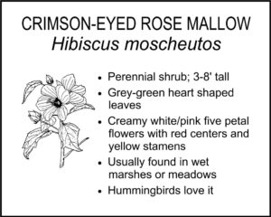 CRIMSON-EYED ROSE MALLOW