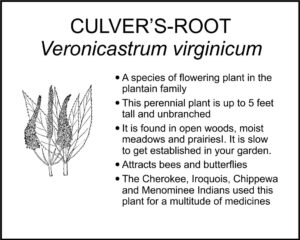 CULVER'S-ROOT