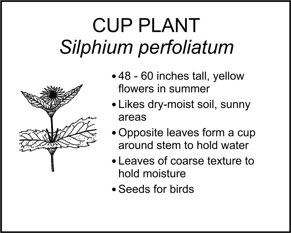 CUP PLANT