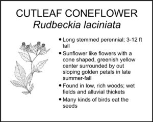 CUTLEAF CONEFLOWER