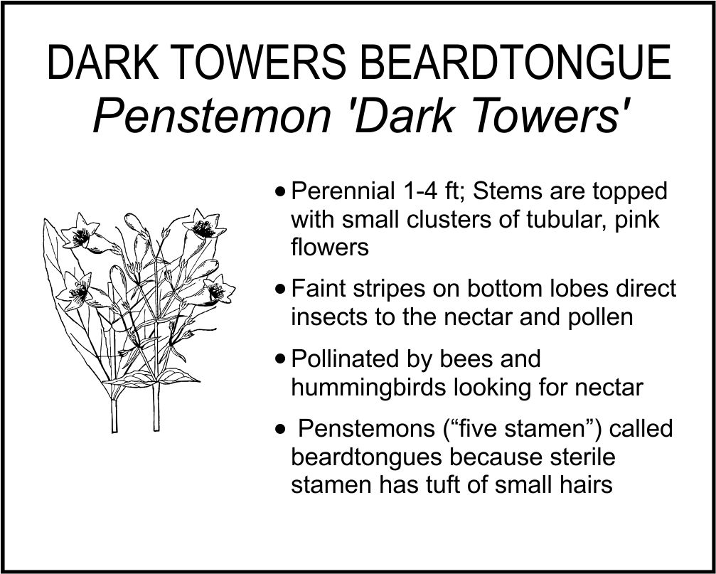 DARK TOWERS BEARDTONGUE