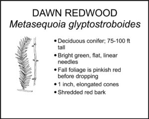 DAWN REDWOOD