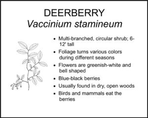 DEERBERRY